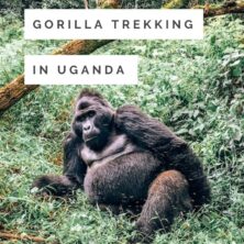 A Guide To Gorilla Trekking In Uganda